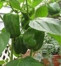 shimla mirch(ದೊಣ್ಣೆ ಮೆಣಸಿನ ಕಾಯಿ)  - 500GM