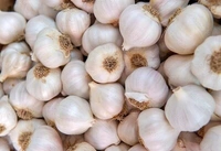 Lhasun (ಬೆಳ್ಳುಳ್ಳಿ.)  - 250 gm