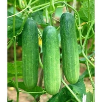Kakade (ಸೌತೆಕಾಯಿ.)  - 500 gm