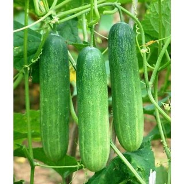 Kakade (ಸೌತೆಕಾಯಿ.)  - 500 gm