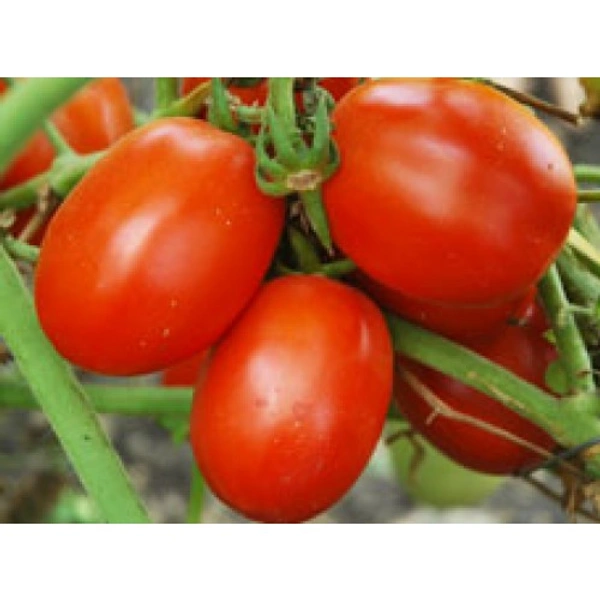 Tamato Maiko (ಟಮಾಟೊ)  - 1kg