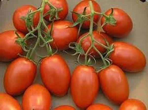 Maiko Tamato -ಮೈಕೊ ಟಮಾಟೊ  - 1kg, Red&green