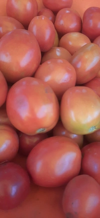 Maiko Tamato -ಮೈಕೊ ಟಮಾಟೊ  - 1kg, Red&green