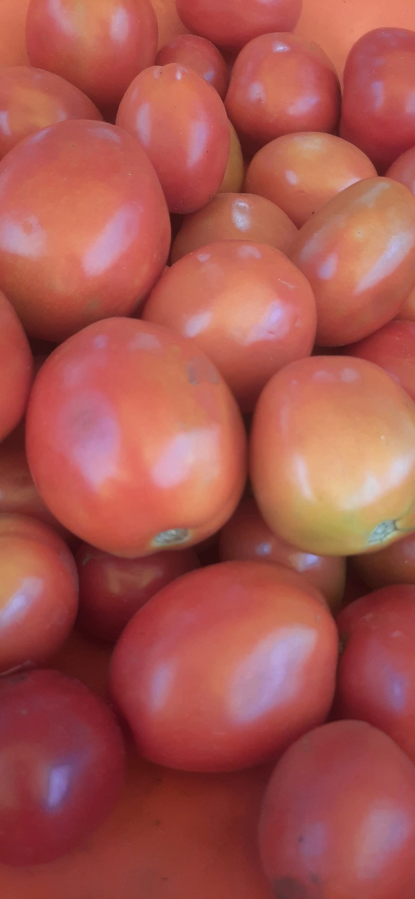 Maiko Tamato -ಮೈಕೊ ಟಮಾಟೊ  - 1kg, Red&green
