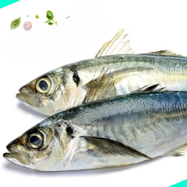 കണ്ണൻ കൊഴിയാള | Finletted Mackeral | Kozhiyala  [Whole] - 1KG