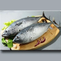 ചൂര | Tuna | Choora - 1KG