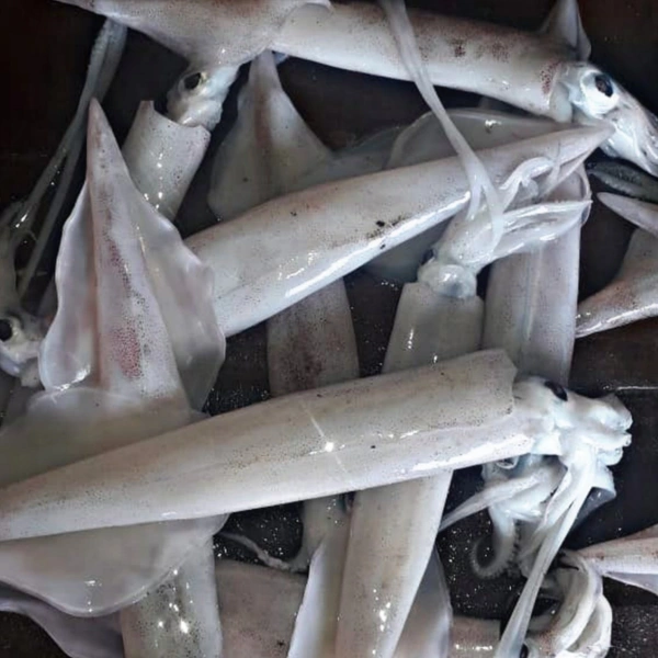 കണവ | കൂന്തൽ/ Squid | Kanava  [Whole] - 1KG