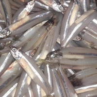 കോ നത്തോലി | Large Anchovy | Natholi  [Whole] - 1KG