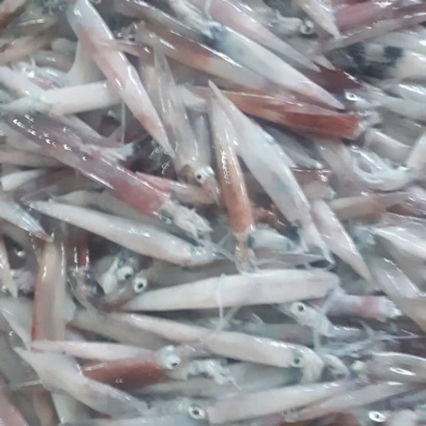 കണവ | കൂന്തൽ | Needle squid | Kanava [Non-cleaned] - 1KG