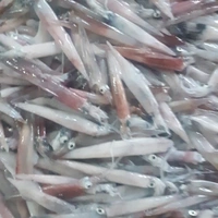കണവ | കൂന്തൽ | Needle squid | Kanava [Non-cleaned] - 1KG