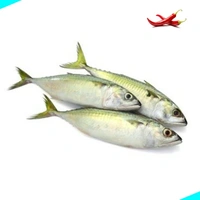 അയല | Indian Mackeral | Ayala  [Whole] - 1KG