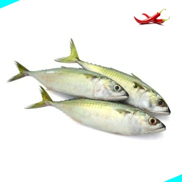 അയല | Indian Mackeral | Ayala  [Whole] - 1KG