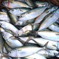 അയല | Indian Mackeral | Ayala  [Whole] - 1KG