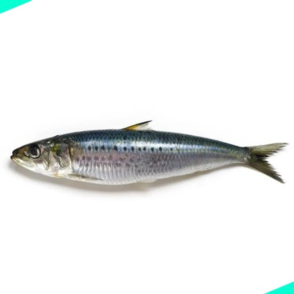 നാടൻ ചാള | നാടൻ മത്തി | Sardine [Whole] - 1KG
