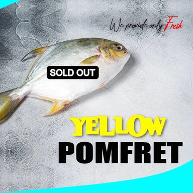 Yellow Pomfret/Avoli/ മഞ്ഞ ആവോലി