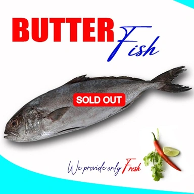 Butter Fish | പൊന്നാരമീൻ
