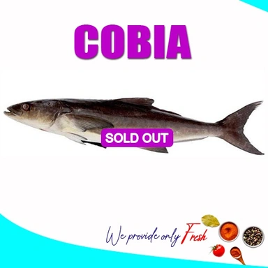 Cobia | motha | മോത