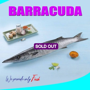 Barracuda | Sheelavu | ശീലാവ്