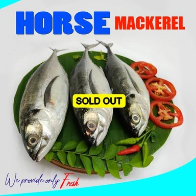 Horse Mackerel | Vankada | വങ്കട