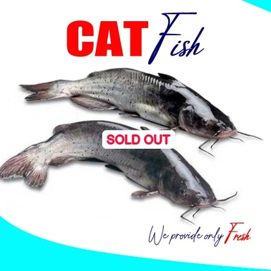 Cat Fish | ഏട്ട കൂരി | തേട്