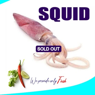 Squid | Needle | Cuttle Fish|കണവ