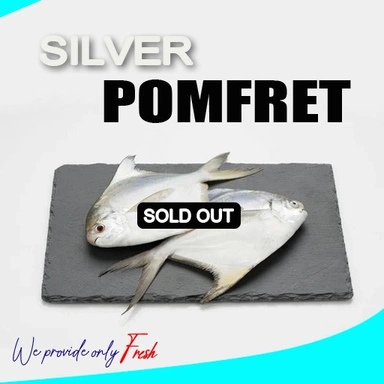 Silver Pomfret/Avoli/വെള്ള ആവോലി