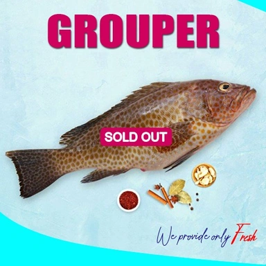 Grouper | Reef cod | Kalava |കലവ