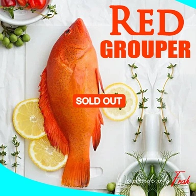 Red Grouper | ചെങ്കലവ | തമ്പാൻ