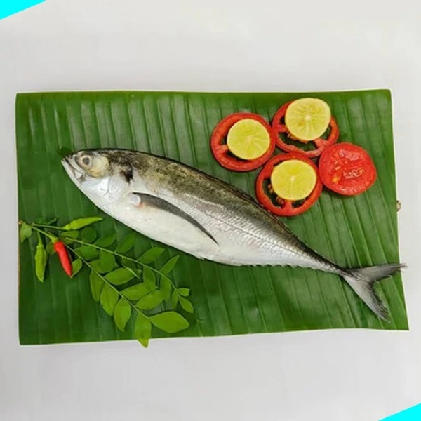 വങ്കട | Horse Mackeral | Vankada [Whole] - 1KG