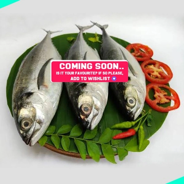 വങ്കട | Horse Mackeral | Vankada [Whole] - 1KG