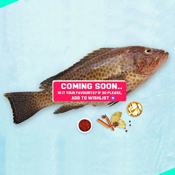 കലവ | Grouper | Reef cod | Kalava - 1KG