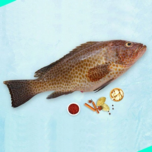 കലവ | Grouper | Reef cod | Kalava - 1KG