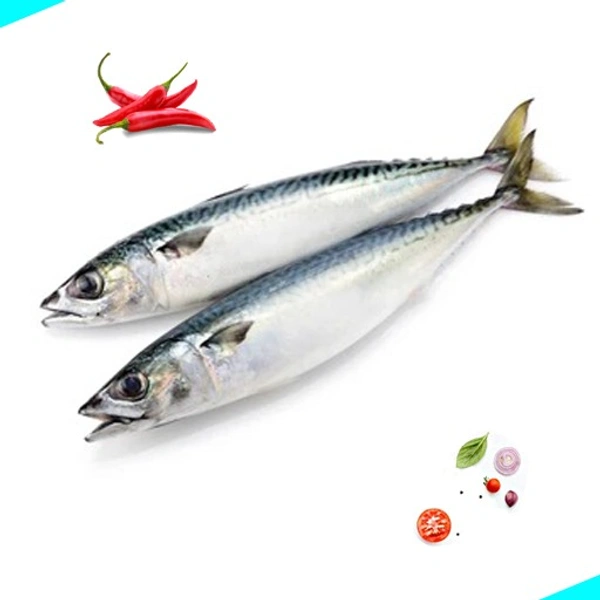 കൊഴിയാള | Chub Mackerel | Kozhiyala [Whole] - 500g, Medium