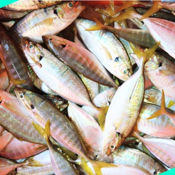 ഉരുള് പാര | Yellow Fin Trevally | Para  [Whole] - 1KG