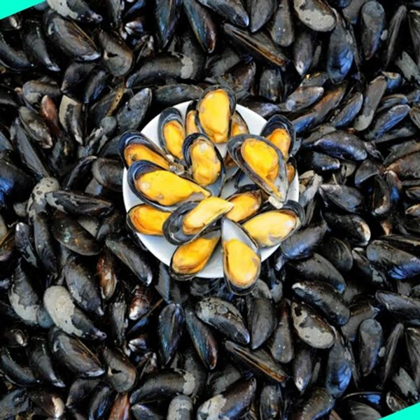 ചിപ്പി | Mussels | Chippi - 50 nos