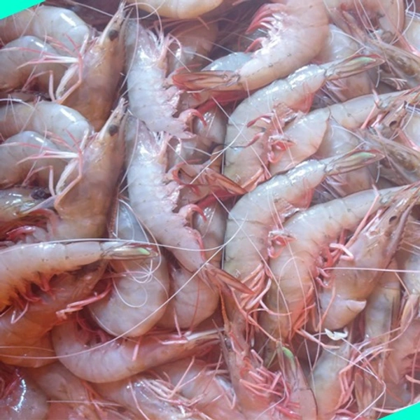 കടൽ കൊഞ്ച് | Prawns | Shrimp  [Non-cleaned] - 5KG