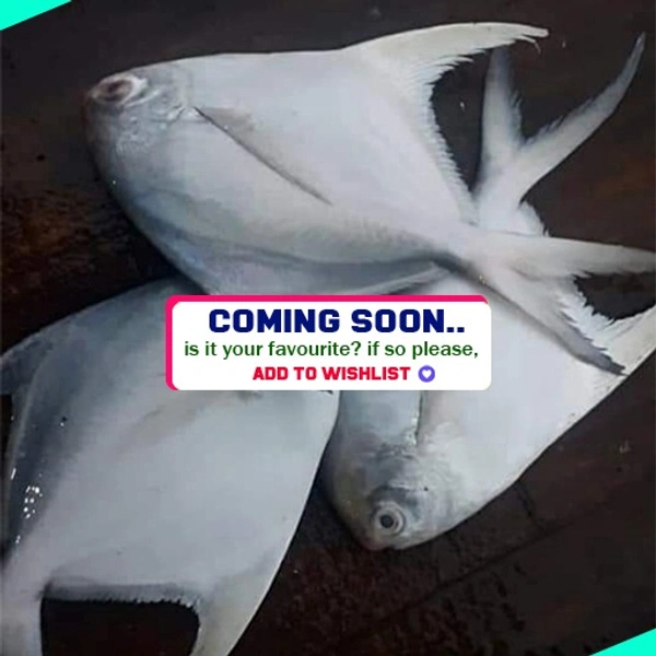 വെള്ള ആവോലി | Silver Pomfret | Avoli  [Whole] - 1KG
