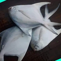 വെള്ള ആവോലി | Silver Pomfret | Avoli  [Whole] - 1KG