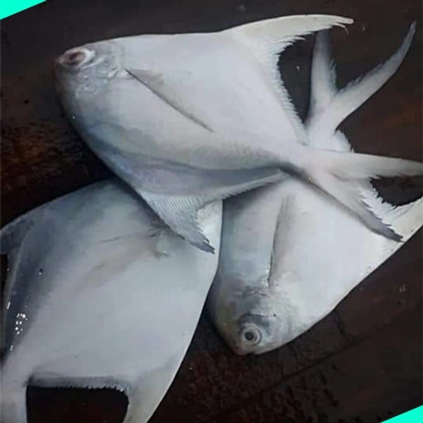 വെള്ള ആവോലി | Silver Pomfret | Avoli  [Whole] - 1KG