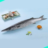 ശീലാവ് | Barracuda | Sheelavu  [[Whole]] - 1KG