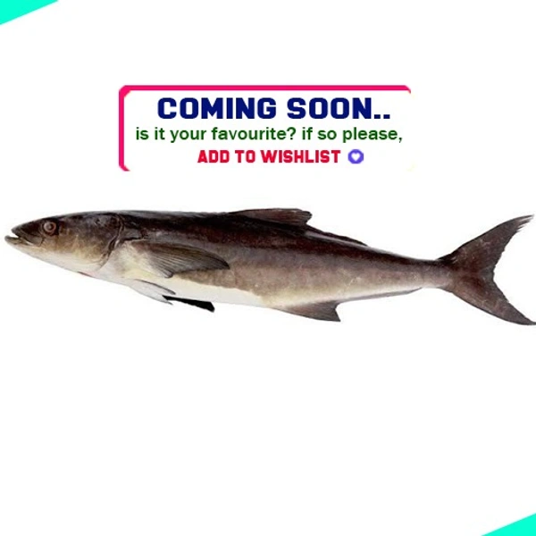മോത | Motha | Cobia  [Whole] - 5KG