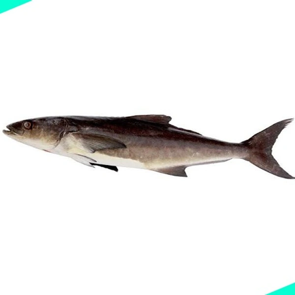 മോത | Motha | Cobia  [Whole] - 5KG