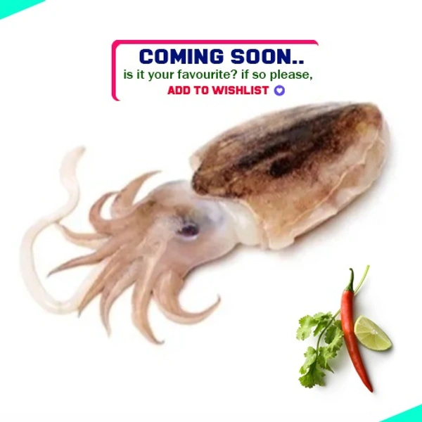 കണവ | Cuttle Fish | Squid | Kanava  [Whole] - 1KG