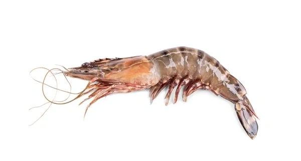 ടൈഗർ പ്രോൺ | ചെമ്മീൻ | കൊഞ്ച് | Tiger Prawn | King Prawn | Prawn - 5KG, 40 Count