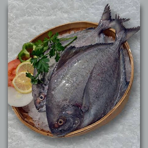 ആവോലി | Pomfret | Avoli - 1KG