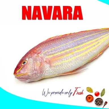 Navara | Pink perch | നവര | കിളി