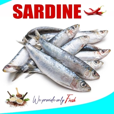Sardine | മത്തി | ചാള