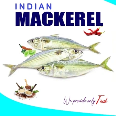 Indian Mackeral |  Ayala | അയല