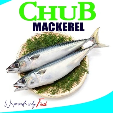 Chub Mackerel | കൊഴിയാള