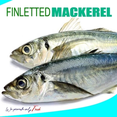 Finletted Mackeral/കണ്ണൻ കൊഴിയാള